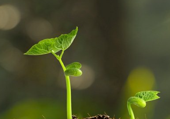 胚芽发育成了植物的什么？