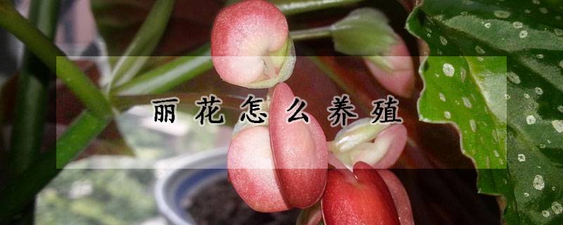 丽花怎么养殖