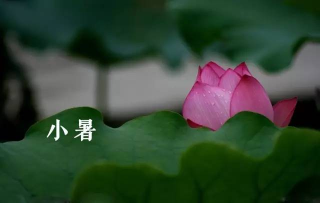 “二十四节气”中小暑是()月()日,星期(),大暑是()月()日,星期()