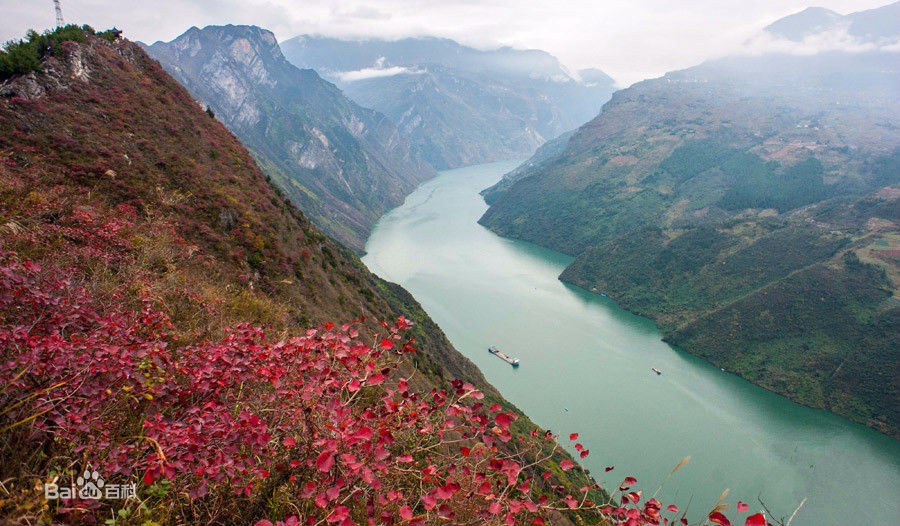 巫山红叶是什么植物