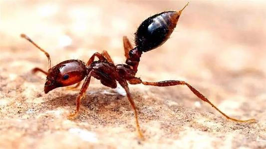 红火蚁入侵全国12省份435个县，它是如何传播的？