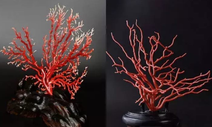 珊瑚有哪些种类？