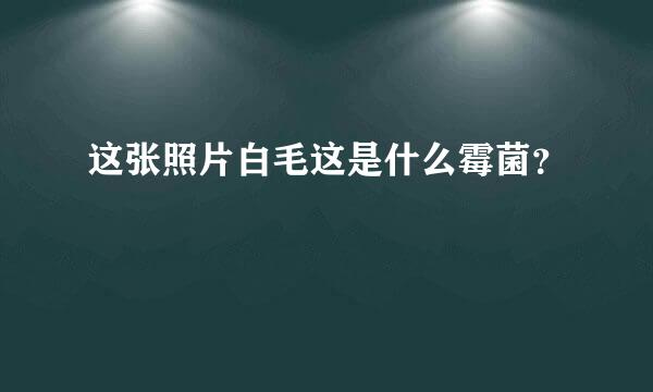 这张照片白毛这是什么霉菌？