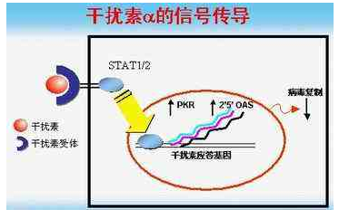 聚乙二醇干扰素的作用是什么？