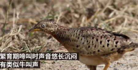 贵州山中“龙吟”初步认定为鸟叫，有网友问：龙真的不会存在吗？