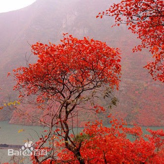 巫山红叶是什么植物