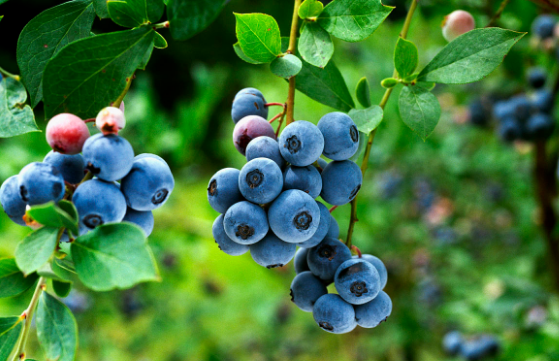 蓝莓用英文怎么说？