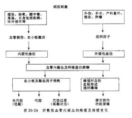 硫酸鱼精蛋白的作用与作用机制