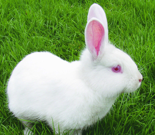 兔子的生活习性和特征