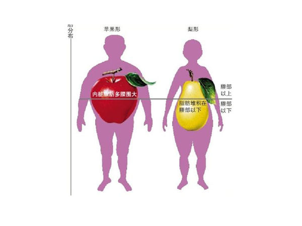 身体脂肪、内脏脂肪的正常值是多少？
