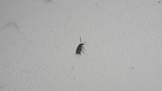 家里最近出现了小飞虫，那应该怎样彻底清理呢？