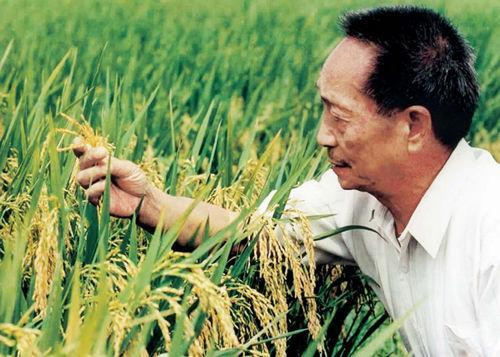 关于袁隆平老先生发明高产量海水稻的意义是什么？