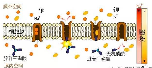 说明钠钾泵的工作原理及其生物学意义