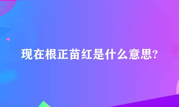 现在根正苗红是什么意思?