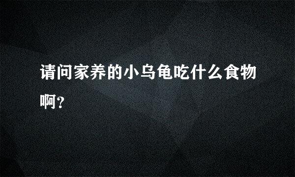 请问家养的小乌龟吃什么食物啊？