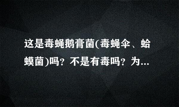 这是毒蝇鹅膏菌(毒蝇伞、蛤蟆菌)吗？不是有毒吗？为什么在欧美地区食用广泛?