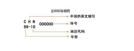 怎样查询信鸽的信息？