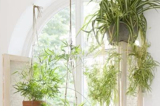 很多人喜欢在客厅和卧室里摆放绿植主要原因是什么？