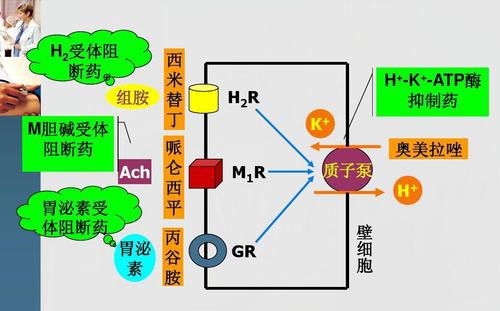 抗胆碱药分为哪几类