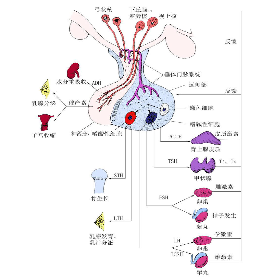 腺垂体的神经垂体及其分泌激素