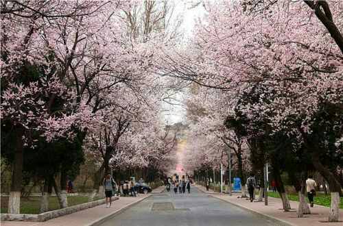 武汉大学樱花几月份开