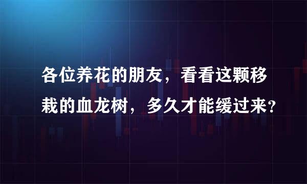 各位养花的朋友，看看这颗移栽的血龙树，多久才能缓过来？