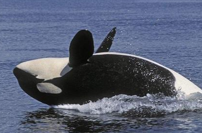 蓝鲸误入繁殖地被75只虎鲸吃掉，这是怎么回事？