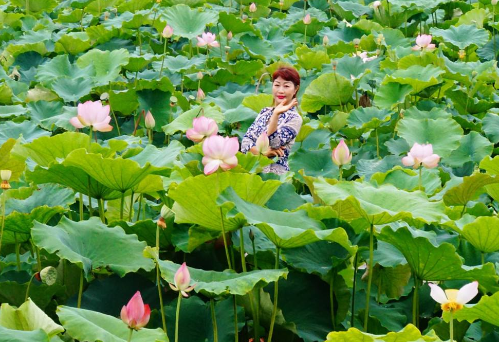 采莲南塘秋,莲花过人头的意思