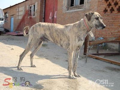 细狗和格力犬有什么区别