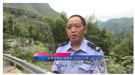 民警为救猪跳进化粪池，主人为何是求助民警帮忙呢？