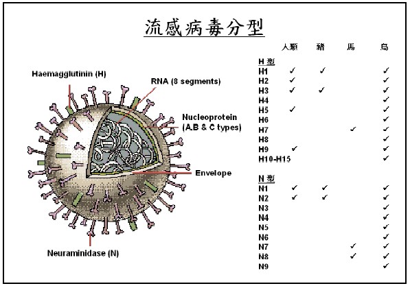 H5N1的病毒病例