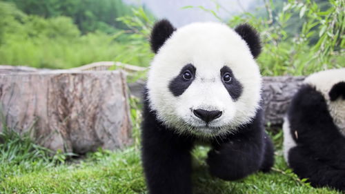 为什么大熊猫被视为中国的国宝？