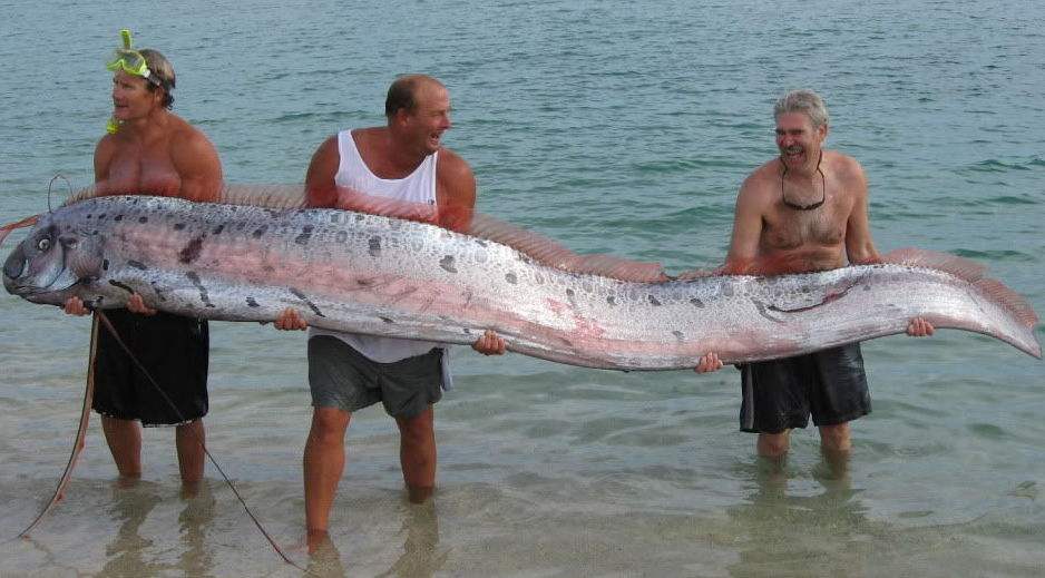 世界上最长的鱼是什么鱼？