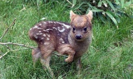 最小品种鹿诞生是怎么回事？