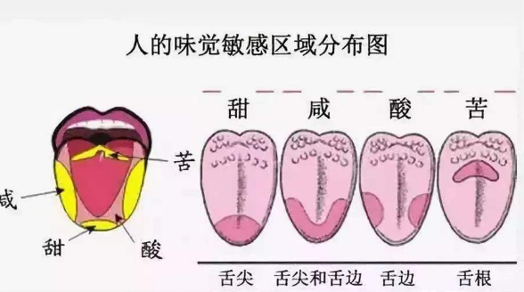 为什么说辣是一种痛觉而非味觉？