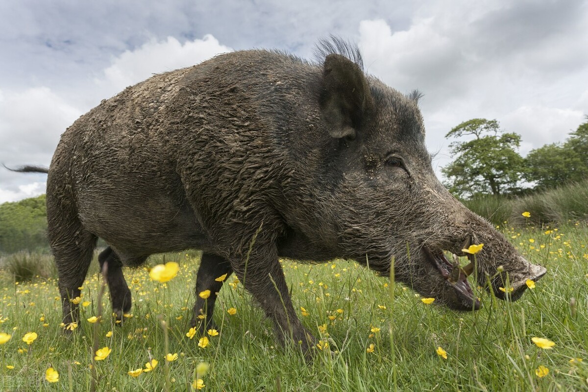 安徽多地野猪泛滥，成群猪仔排队过马路，野猪泛滥会给农业带来什么影响？