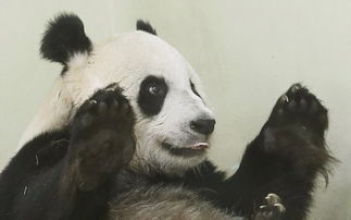 英国考虑将大熊猫送回中国，背后的主要原因是什么？