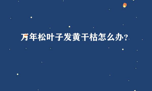 万年松叶子发黄干枯怎么办？