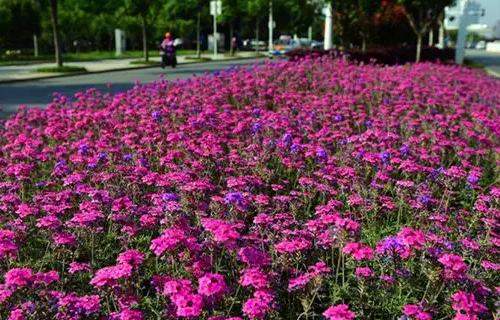 秋天开花的花10种花是什么？