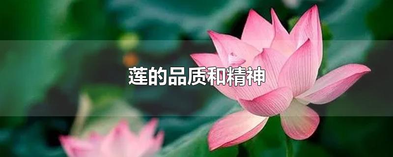 莲的品质和精神