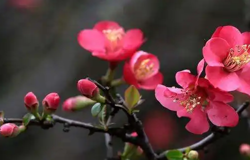 秋天开花的花10种花是什么？