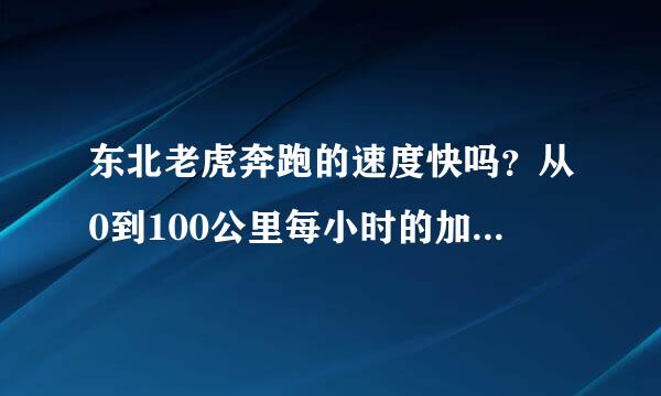 东北老虎奔跑的速度快吗？从0到100公里每小时的加速时间是多少？