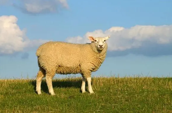 属羊的是哪一年出生的