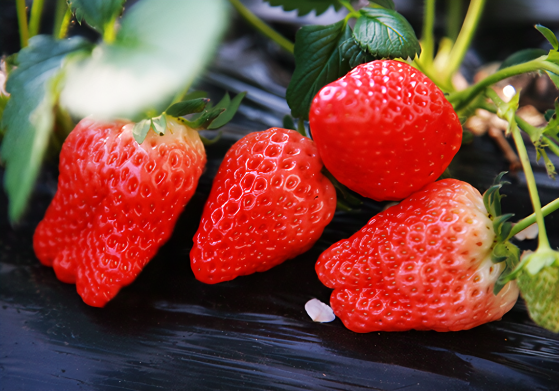 我们平常吃的草莓其实是吃它的什么部位?