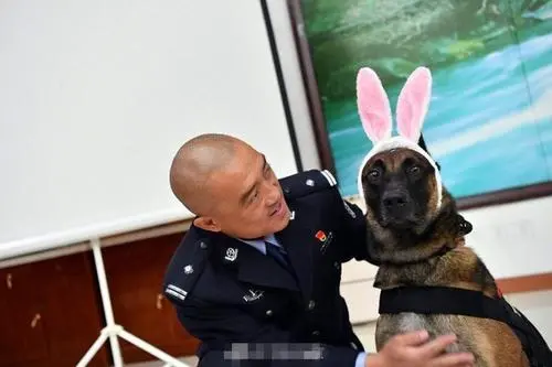 两只走失的警犬跟着警车跑进了派出所和警察亲密互动，警犬的智商有多高？