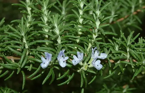 秋天开花的花10种花是什么？