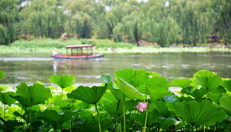 菡萏是什么