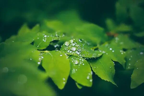 那句诗是描写初春雨水的诗