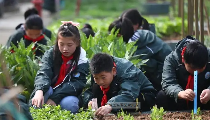 明年取消小学六年级吗