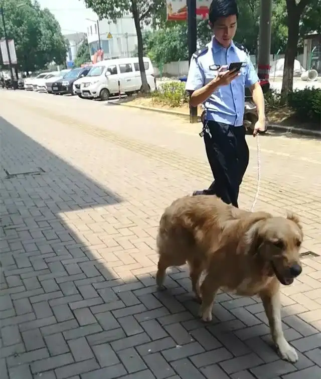 两只走失的警犬跟着警车跑进了派出所和警察亲密互动，警犬的智商有多高？